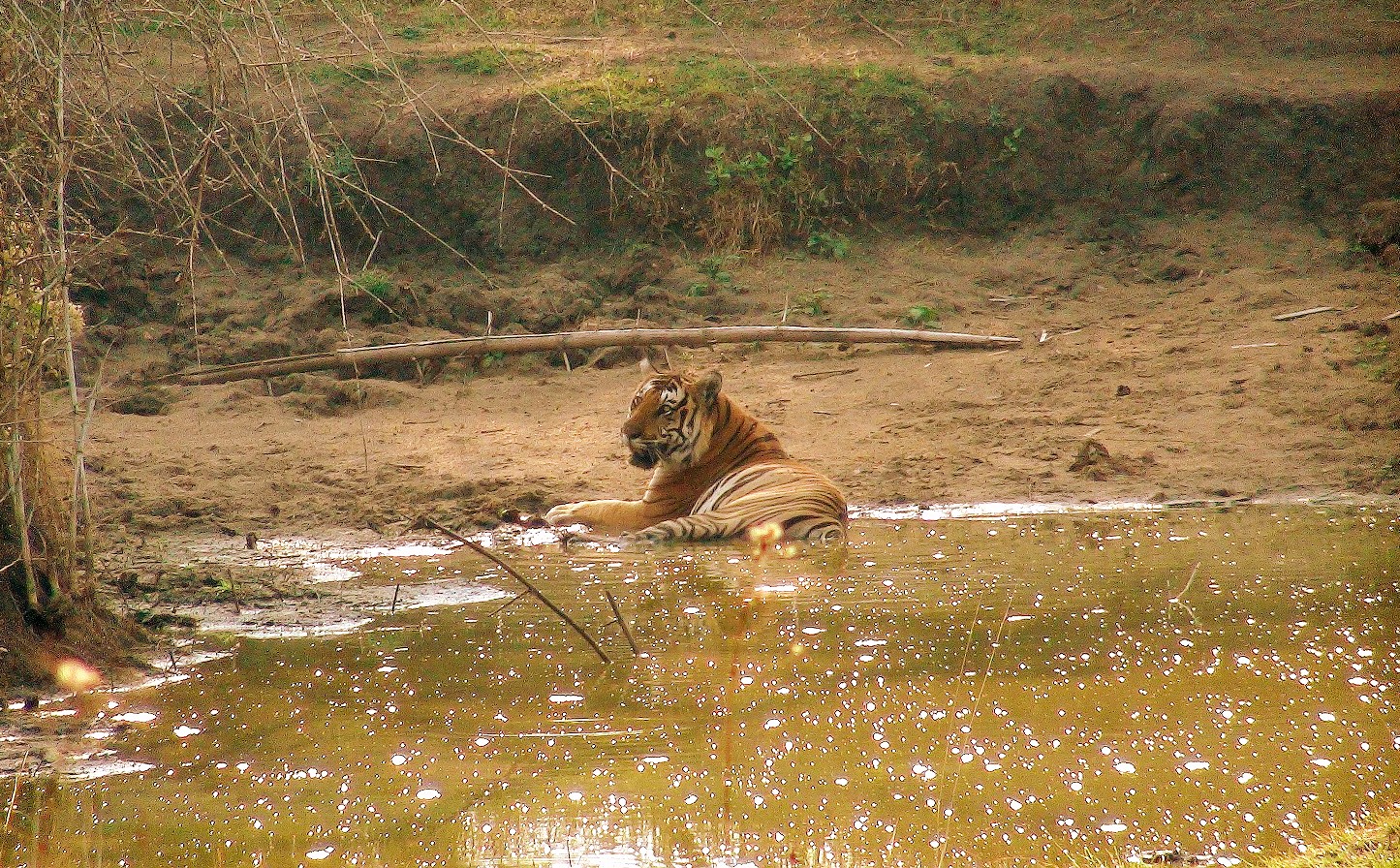 Dschungel Safari im Bardia National Park- 5 Tage